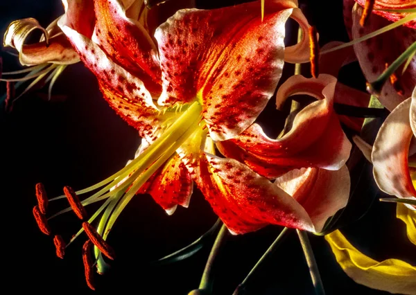 Lilium Stargazer Stargazer Lily Bir Melez Oriental Zambaklar Zambaklardır — Stok fotoğraf