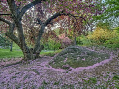 Central Park, Manhattan, New York Baharda