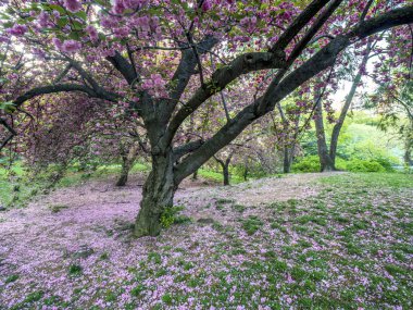 Central Park, Manhattan, New York Baharda