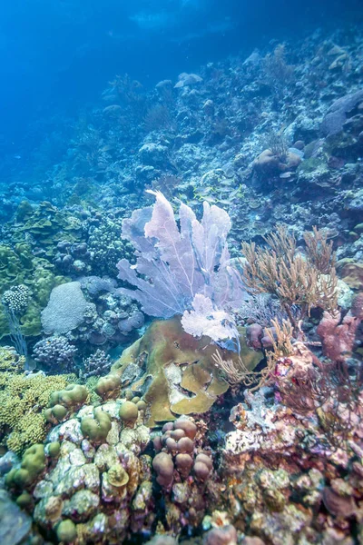 Subaquático Largo Costa Ilha Holandesa Bonaire — Fotografia de Stock
