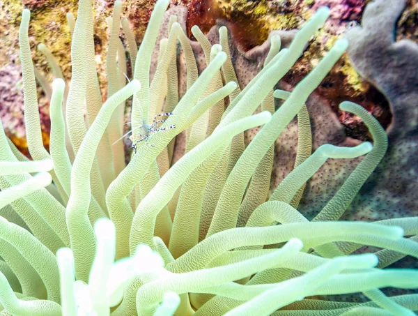 Pod Vodou Pobřeží Nizozemského Ostrova Bonaire — Stock fotografie