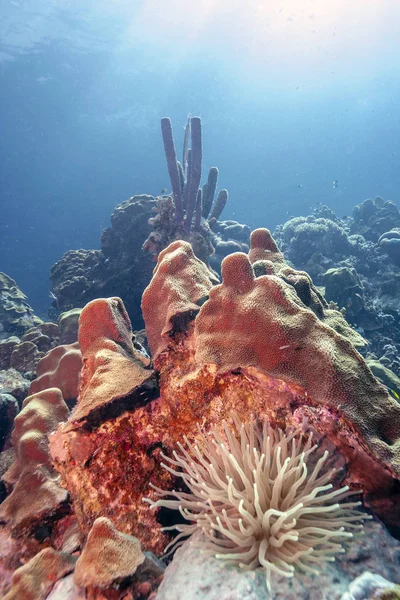 Subaquático Largo Costa Ilha Holandesa Bonaire — Fotografia de Stock