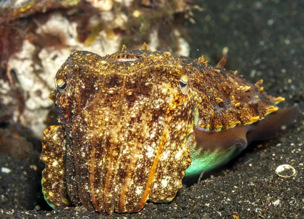 Mořští Měkkýši Řádu Sepiida Třída Cephalopoda Jsou Sépie Nebo Cuttles — Stock fotografie