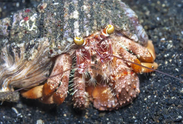 Hermit Crabs Decapod Crustaceans Superfamily Paguroidea — Stock Photo, Image