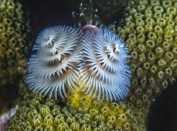 Spirobranchus Giganteus Christmas Tree Worms — Stock Photo, Image