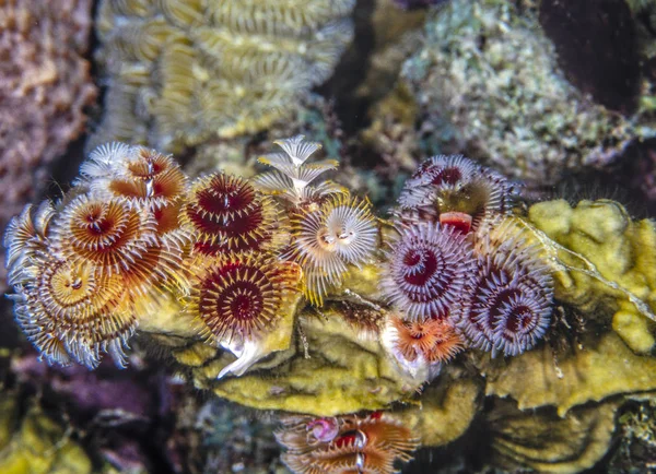 Spirobranchus Giganteus Karácsonyfa Férgek — Stock Fotó