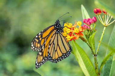 Monarch kelebek veya sadece hükümdar, Danaus plexippus süt kardeş kelebek aile Nymphalidae olduğunu.