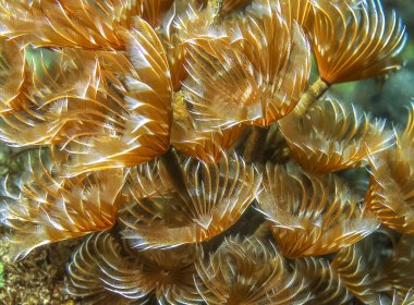 Sabellidae,feather duster worms are a family of sedentary marine polychaete tube worms clipart