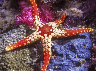 Fromia monilis, kolye denizyıldızı veya kiremitli deniz yıldızı, deniz yıldızı Goniasteridae ailesine ait. 