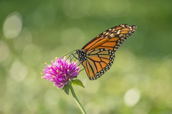 Монарх Бабочка Просто Монарх Danaus Plexippus Молочная Бабочка Семейства Nymphalidae — стоковое фото