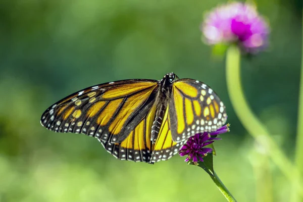 Uralkodó Pillangó Vagy Egyszerűen Csak Uralkodó Danaosz Plexippus Selyemkóró Pillangó — Stock Fotó