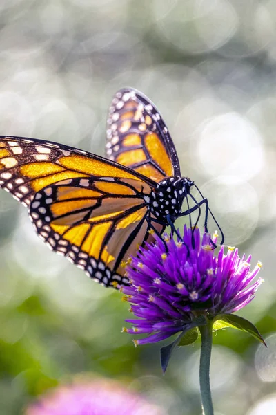 Monarch Kelebek Veya Sadece Hükümdar Danaus Plexippus Süt Kardeş Kelebek — Stok fotoğraf