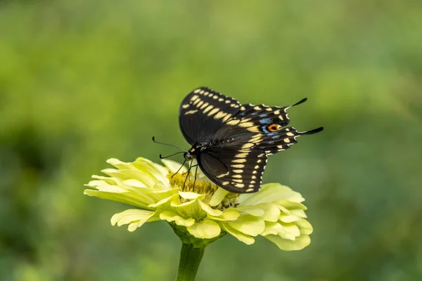 Papilio Troilus Spicebush Swallowtail Groen Vertroebeld Vlinder Een Gemeenschappelijke Zwarte — Stockfoto