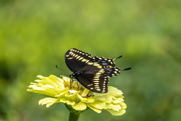 Ortak Bir Siyah Swallowtail Kelebek Papilio Troilus Spicebush Swallowtail Veya — Stok fotoğraf