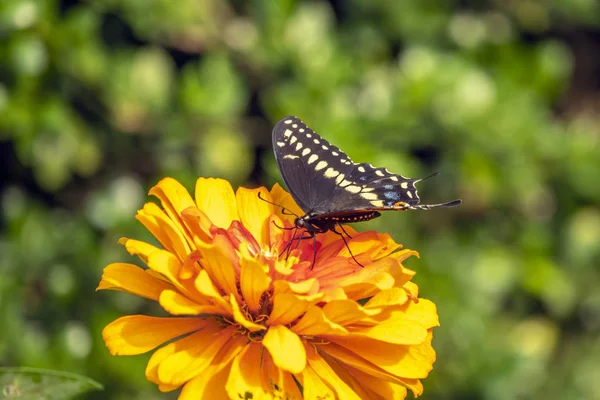 Ortak Bir Siyah Swallowtail Kelebek Papilio Troilus Spicebush Swallowtail Veya — Stok fotoğraf