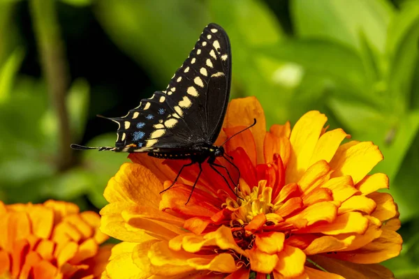 Papilio Troilus Neve Spicebush Vagy Zöld Elborult Pillangó Egy Közös — Stock Fotó
