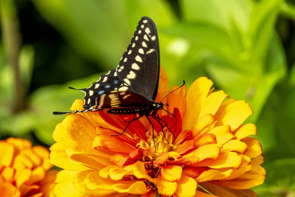 Papilio Τρωίλος Spicebush Swallowtail Πράσινο Συννέφιασε Πεταλούδα Είναι Μια Κοινή — Φωτογραφία Αρχείου