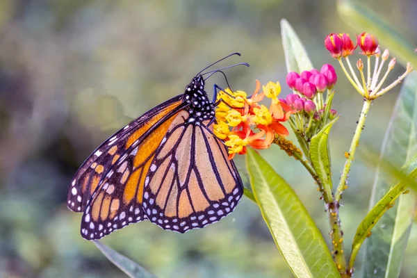 帝王蝴蝶或简单的帝王 达努斯是马利筋蝴蝶科的线虫科 — 图库照片
