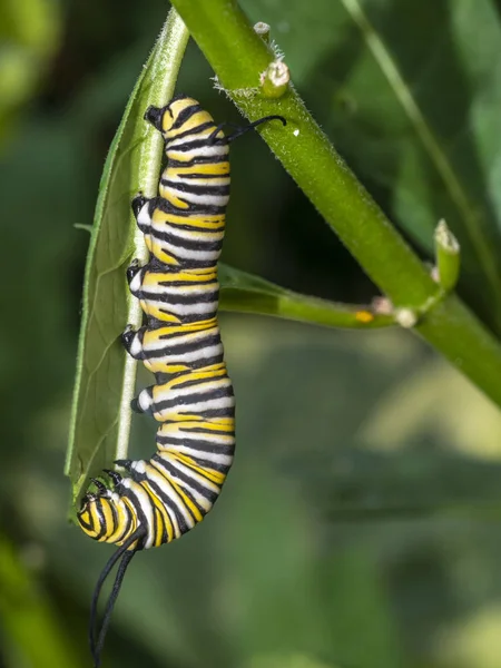 Mariposa Monarca Simplemente Monarca Danaus Plexippus Oruga —  Fotos de Stock