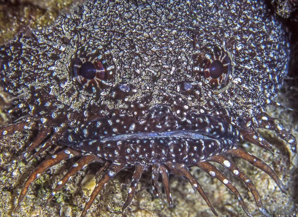Splendid Toadfish Sanopus Splendidus Also Called Coral Toadfish Cozumel Splendid — Stock Photo, Image