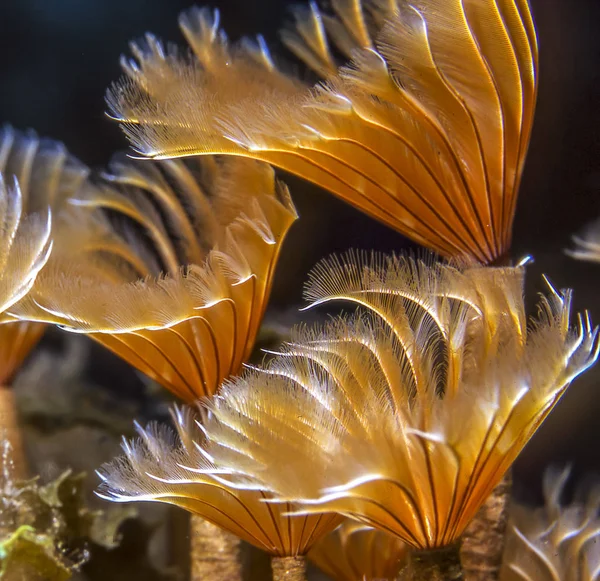 Sabellidae Prachovka Červi Jsou Čeleď Přisedlých Mořských Polychaete Trubicových Červů — Stock fotografie