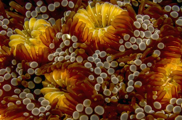 Lebrunia Neglecta Druh Mořské Sasanky Čeledi Aliciidae — Stock fotografie