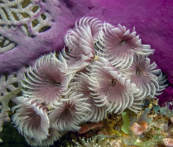 Sabellidae Пір Яні Черви Сімейство Сидячих Морських Поліхетних Трубчастих Черв — стокове фото