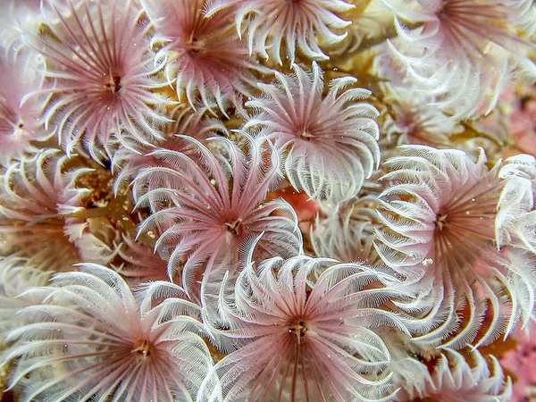 Sabellidae Feather Duster Worms Family Sedentary Marine Polychaete Tube Worms — Stock Photo, Image