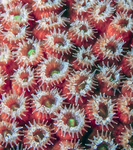 珊瑚礁上夜间延长的恒星珊瑚息肉 — 图库照片