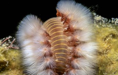 Sakallı fireworm, Hermodice carunculata deniz bristleworm, Amphinomidae aile bir türüdür