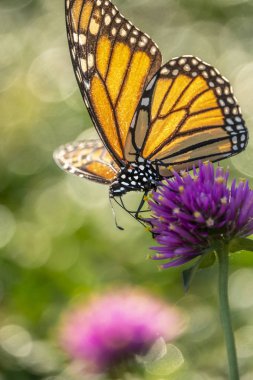 Monarch kelebek veya sadece hükümdar, Danaus plexippus süt kardeş kelebek aile Nymphalidae olduğunu.