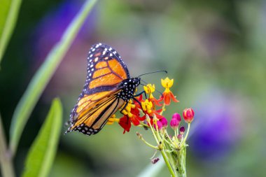 Monarch kelebek veya sadece hükümdar, Danaus plexippus süt kardeş kelebek aile Nymphalidae olduğunu.