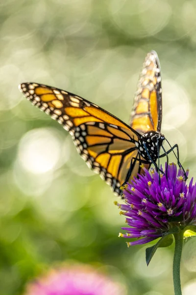 Monarch Motýl Nebo Jednoduše Panovník Chtěl Rody Plexippus Milkweed Motýl — Stock fotografie