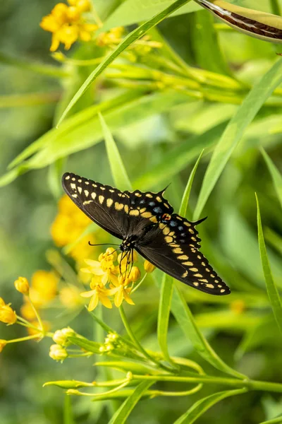アゲハ トロイラス Spicebush アゲハや緑白濁蝶は一般的な黒色系アゲハ蝶です — ストック写真