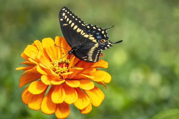 Papilio Troilus Spicebush Swallowtail Groen Vertroebeld Vlinder Een Gemeenschappelijke Zwarte — Stockfoto