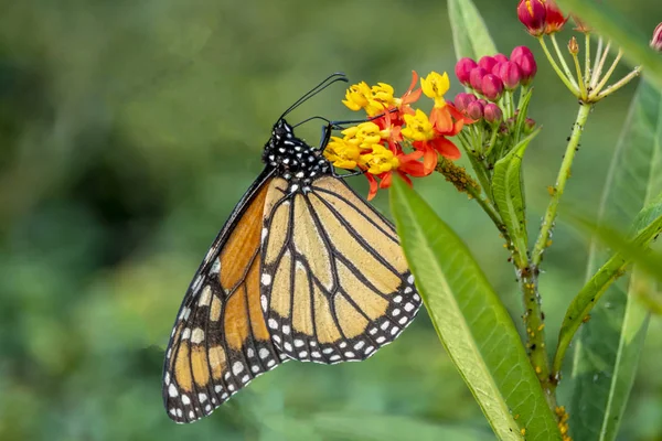 Monarch Kelebek Veya Sadece Hükümdar Danaus Plexippus Süt Kardeş Kelebek — Stok fotoğraf
