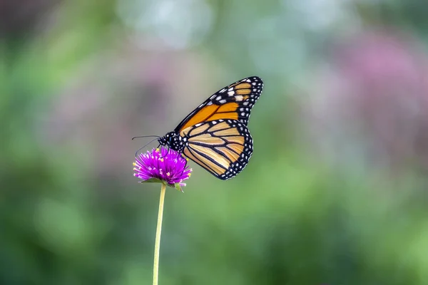 Монарх Бабочка Просто Монарх Danaus Plexippus Молочная Бабочка Семейства Nymphalidae — стоковое фото