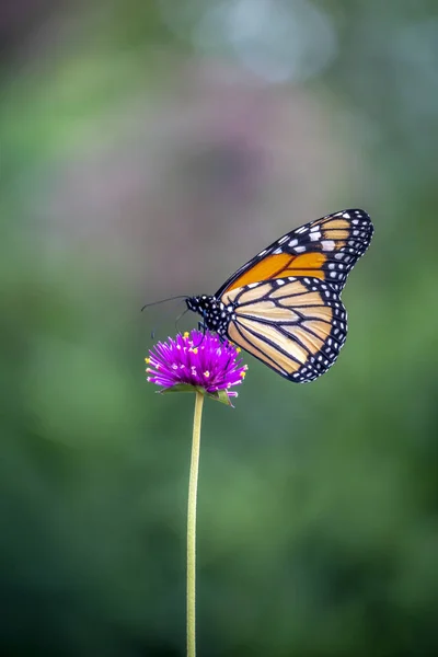 帝王蝴蝶或简单的帝王 达努斯是马利筋蝴蝶科的线虫科 — 图库照片