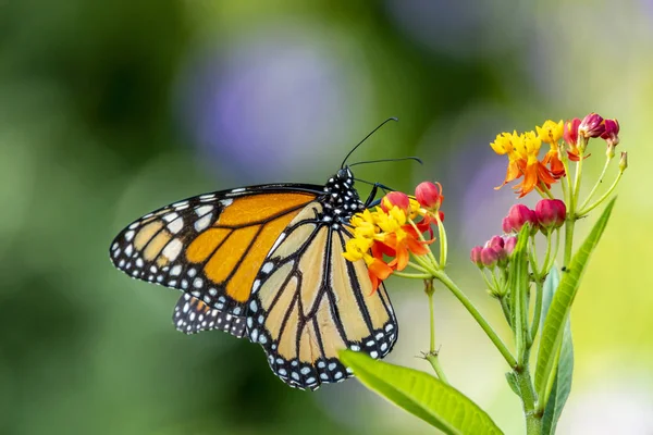 Monarch Butterfly Lub Prostu Monarchy Danaus Plexippus Jest Milkweed Motyla — Zdjęcie stockowe