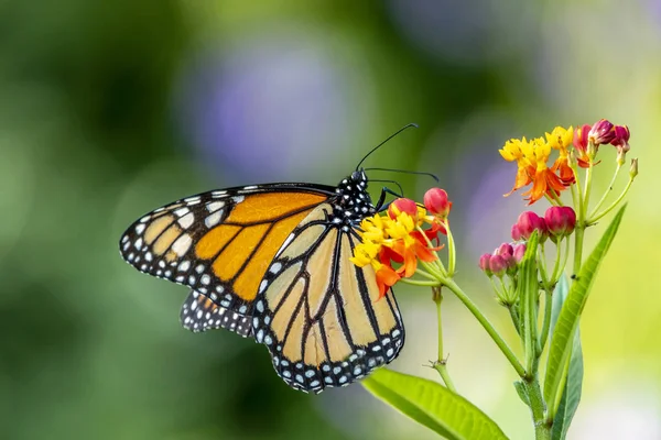 Mariposa Monarca Simplemente Monarca Danaus Plexippus Mariposa Mariposa Lechera Familia —  Fotos de Stock