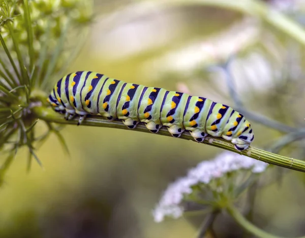 Farfalla Monarca Semplicemente Monarca Danaus Plexippus Lattuga Farfalla Famiglia Nymphalidae — Foto Stock