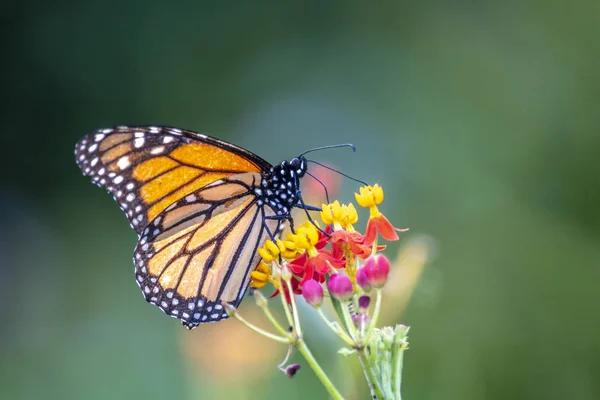 Monarch Motýl Nebo Jednoduše Panovník Chtěl Rody Plexippus Milkweed Motýl — Stock fotografie