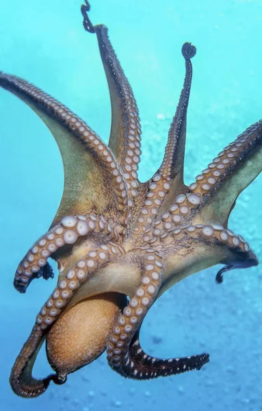 Octopus Soft Bodied Eight Limbed Mollusc Order Octopoda Stock Image