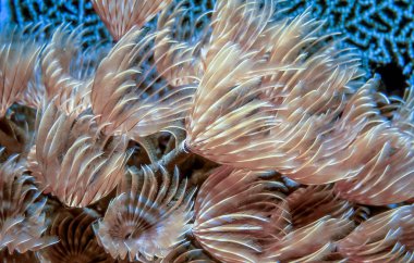Sabellidae, tüy silgi solucanlar 