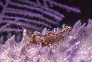 Kırmızı gece karides