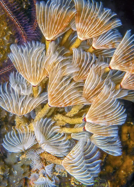 Sabellidae, plumeau wormen — Stockfoto