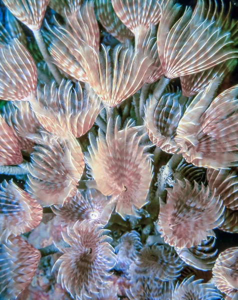 Sabellidae,feather duster worms — Stock Photo, Image