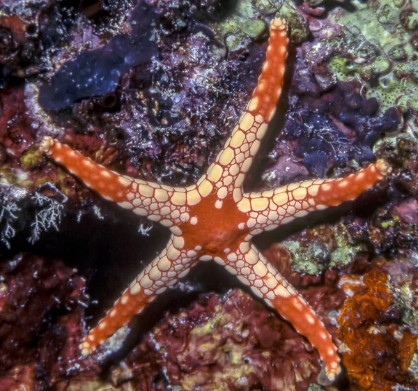 Halskette Seestern unter Wasser — Stockfoto