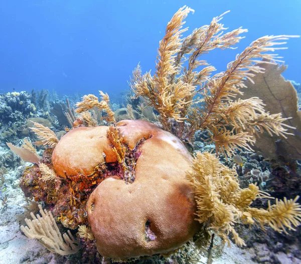 Koraal tuin in Caribisch gebied — Stockfoto