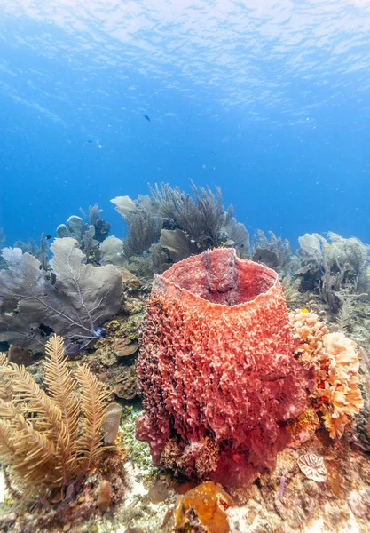 Коралловый сад в Карибском море — стоковое фото